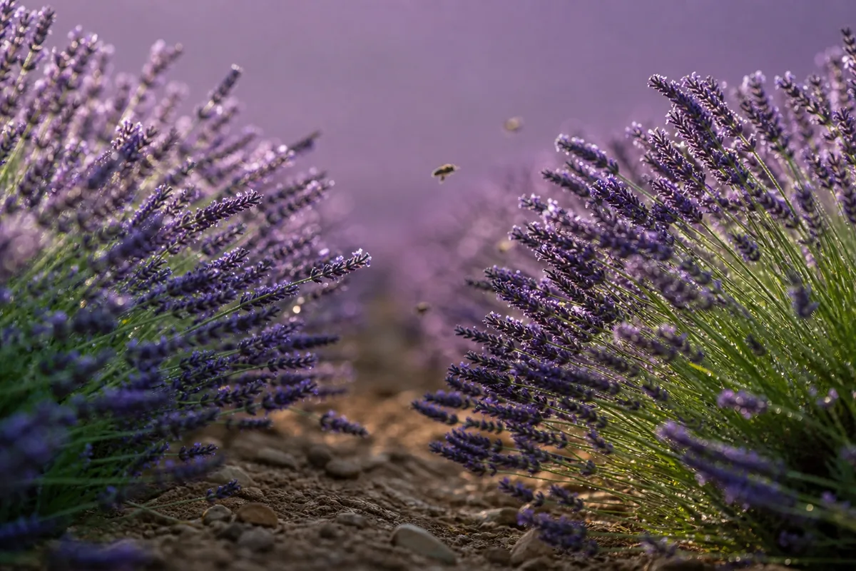 Rangées de lavandin en fleur sur le plateau de Valensole au lever du jour